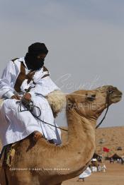 Image du Maroc Professionnelle de  Des hommes du désert s’apprêtent à une course de chameaux organisé dans un site désertique sur lequel la ville de Tan Tan a toujours accueilli la majorité des tribus et des grandes familles nomades du désert lors d'un grand Moussem, Samedi 7 Septembre 2013. Le festival parrainé par l'UNESCO rassemble des milliers de nomades du Maroc. (Photo / Abdeljalil Bounhar)